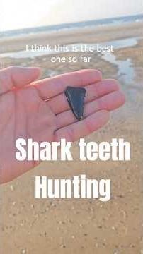 How many shark teeth can I find on this Belgian beach?