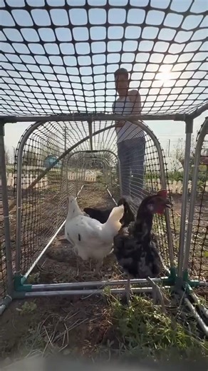 Beautiful Smart Garden Protection System with Mesh Tunnel for Crop Safety🐓🦆🦢🐔