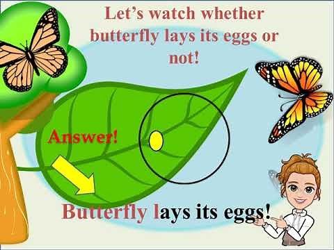 What is Oviparous and Viviparous