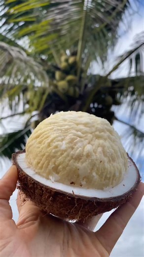 What do you call this fruit where you’re from? 🥥🍞 They’re also known as coconut bread, coconut pearl, coconut apple, coconut embryo, queen’s bread, and iho in Hawaiian. The coconut is claimed to originate from South Asia, but there are fossils of the fruit from all over the world dating back millions of years. Regardless of its origin, coconuts have spread all over the tropics, aided in many cases by sea-faring peoples. The coconut was first brought to In the Hawaiian Islands by early Polynesi