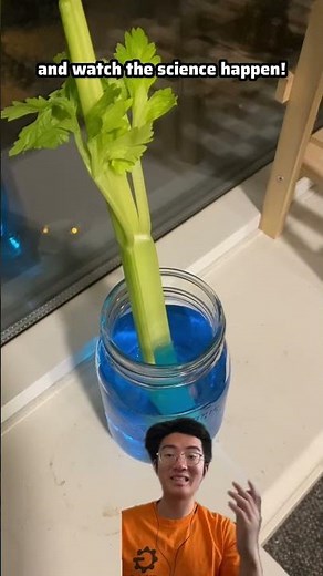 A colourful experiment showing off capillary action! 🥬 #STEMwithGU #science #scienceexperiment