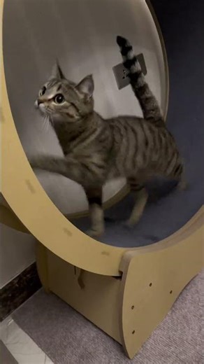 Cute Kitten Compilation: A Must-Watch