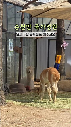 순천 여행 필수코스! 순천만 국가정원 1분안에 살펴보기🩷 #순천 #순천만국가정원 #여행