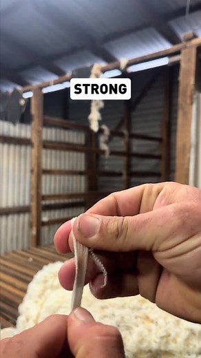 Assessing Fibre Strength in Wool Sorting