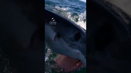 Great white spy hops at the camera checking it out