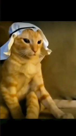 ARAB CAT #memes #funny #cat