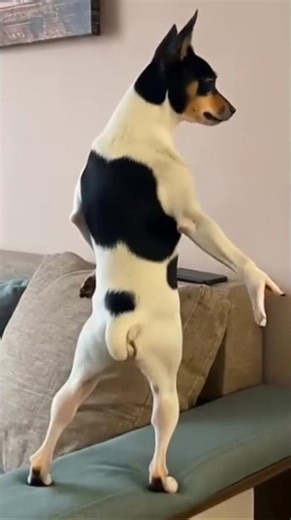 Tuff dog #funny #dog #meme #likesharesubscribe