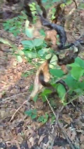 Devil's Walking Stick, Hercules Club, Toothache Tree. Natural Pain Killer. Medicinal Foraging. SHTF