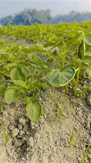 Potato farming involves Field. #lifeisbutadream