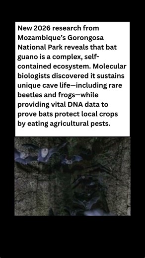 🦇💩 More Than Just Poo? The Bat Guano Secret! #wildlife #facts #shorts