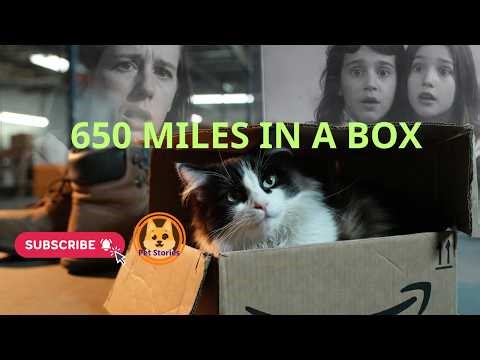 Galena | The Cat Who Accidentally Shipped Herself to Another State