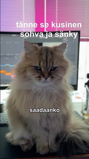 Ostetaan Pedrolle uus sänky 🙏🏼