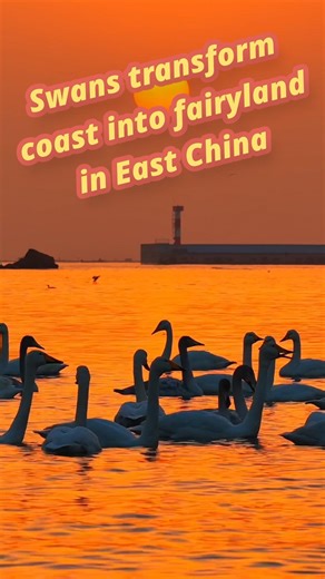 Bathed in the glow of sunset, migratory swans glide along the coast in Rongcheng, east China's Shandong Province, creating a scene like a fairyland. #Swans #NatureBeauty #Wildlife #China | China Xinhua News