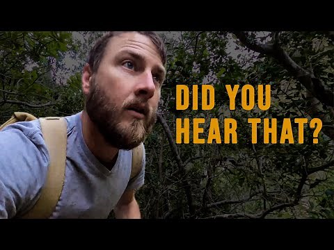 Scary sound in the forests of South Africa