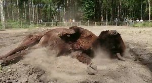 Meet the UK's first ever Bison Rangers! The first-ever bison rangers in the UK have been unveiled by Kent Wildlife Trust and The Wildwood Trust. They'll be working on a groundbreaking conservation project to restore the ecosystem through nature-based solutions in ancient woodlands in Kent 👇 https://biaza.org.uk/news/detail/meet-the-uks-first-ever-bison-rangers 📷: The Wildwood Trust | BIAZA