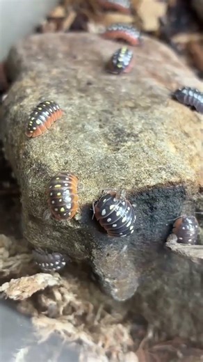 Babies on board in our Armadillidium klugii habitat #isopods #isopod #cleanupcrew