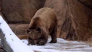 HELLO SNOW: Grizzly bears at the Milwaukee County Zoo have been waking up from their hibernation slumber. 🐻 This bear is still sleepy and seems to be confused by the snow! ❄️ | FOX 13 News