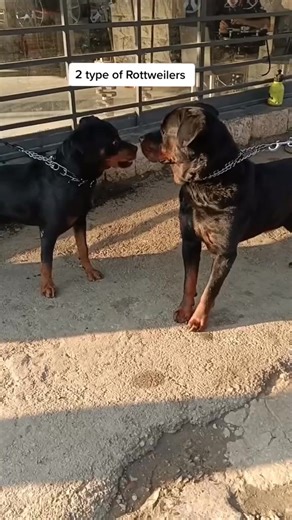 2 type of Rottweilers The angry one and the coolest one🦮🦮 #rottweilerworld #rott #rottielover #rottweilerbreed #rottweilersofig | Rottweiler Lovers