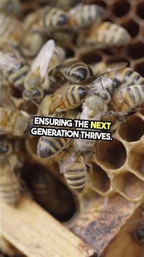 Bee Society Secrets – How Do Bees Build Harmony? #Bee