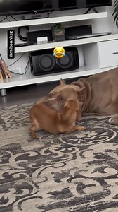 5 lbs/2.3 kg Mighty Milton the Chihuahua vs 100 lbs/45 kg King Kezler the XL American Bully 🥊😂 #dog #doglover #chihuahua #chihuahualove #pitbull #americanbully | miltonnkez