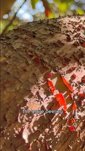 this tree PEELS like CRAZY