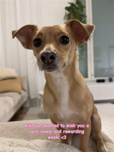 Kiki's Aggressive Staring: A Dog's Tale