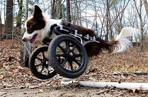 Front Wheel Dog Carts for Forelimb Disabilities
