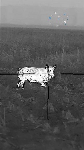 A Wild Boar Caught in the Thermal Scope! 🐗 | Night Hunting #hunting #wildboar #hunter