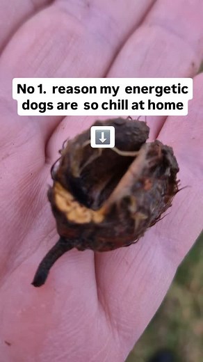 Doodles and cockapoos are cute and fluffy, but they're also mixes of intelligent dogs who were bred to work. It's a mistake to think a walk is enough to keep most of them satisfied. Instead, they need activities that are mentally engaging to keep them fulfilled, too. We all love the find-the-beechnut game. It's free, no gadgets are needed, and it helps meet Velma's need for mental and physical enrichment. #dogtraining | Jill O'Sullivan - Busy Bee Dog Training & Behaviour