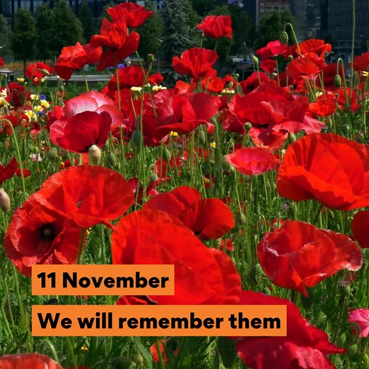 At the eleventh hour on the eleventh day of the eleventh month, we will remember them. Lest we forget 🥀 This year’s Remembrance Day National Ceremony will be broadcast live on ABC iView from 10:45am AEDT for those who cannot attend in person. The ceremony includes a formal wreath laying and the observance of a minute’s silence at 11am. Major General Greg Melick AO RFD FANZCN KC will give The Commemorative Address. For further details, visit awm.gov.au/commemoration/remembrance-day | Sutherland 