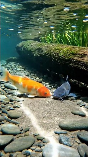 🤯 120 Fish in 2K?! You WON'T Believe What Happens! 🐠🐟 #fish #aquarium