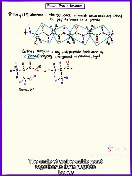 Comprendre la Structure Protéique Primaire en Biologie