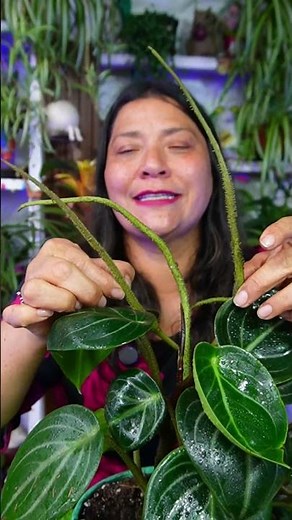 Did you know your peperomia can bloom? Here's how it blooms and how to encourage it.