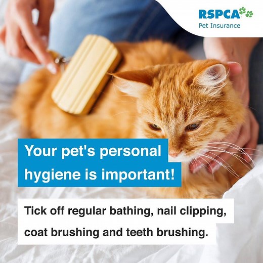 Keep your furry friends in tip top shape with these tips for pet care. | RSPCA Pet Insurance