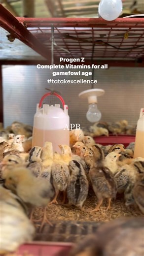 Progen Z Complete Vitamins for all gamefowl age Chicks to Champions #fblifestyle #TatakExcellence #ProgenZ | Ann Panabong Breeder