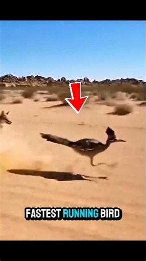 Fastest Running Bird – Roadrunner 🏃‍♂️🦅