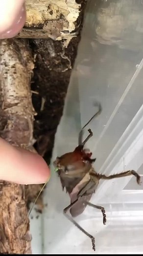 Katydids and Crickets are Monsters