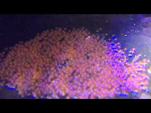 Reproduction de poissons-clowns