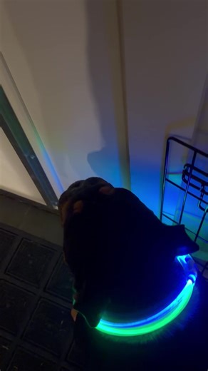 Walter the Bulldog's Playtime Adventure