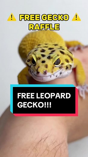 Leopard Gecko Journey 2022-2023: Eggs, Tips, and Raffle!
