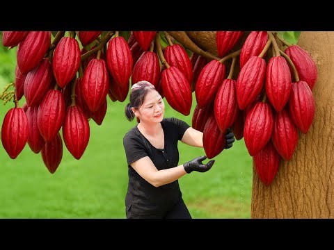 Harvesting Rare Red Cocoa Pods – Sold Out at the Village Market!