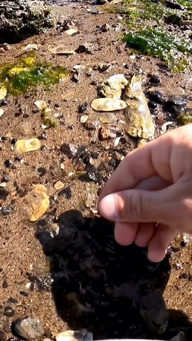 Shark teeth hunting adventure in Beaufort South Carolina