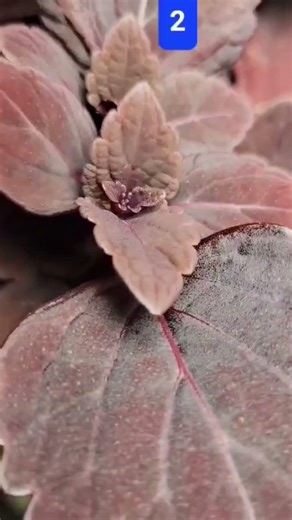 Effect of light on Coleus colors #colors #coleus #plants #gardening #shorts #plants