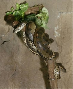 Serpent Safari - Alchetron, The Free Social Encyclopedia