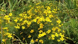 Tickseed Plant with Yellow Flowers Growing in a Garden with other Plants as Coreopsis Verticillata