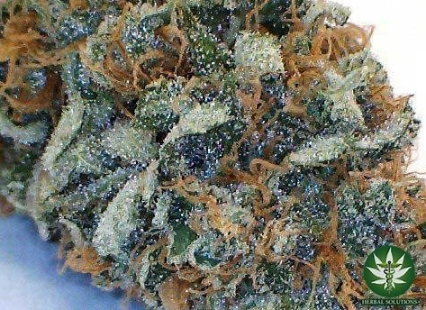 MK Ultra | Marijuana Strain Reviews