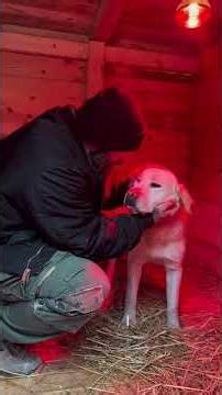 Mission Leben retten 🫡 #savethedogsbih #rescueddogs #pleasehelp #animalrescue #rescuelife