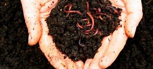 How to Use Your Indoor Vermicomposter | DoItYourself.com