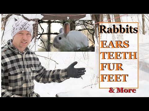 INSPECTING RABBITS EARS, TEETH, VENT, FUR & FEET