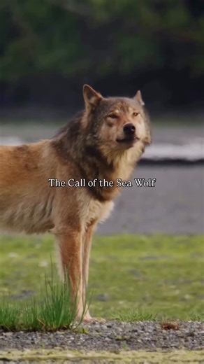 Women for Wolves on Instagram: "The howl of a sea wolf isn’t just a sound, it’s a signature song unique to each pack member. This stunning video captured by @james_frystak shows a coastal wolf of British Columbia (Canis lupus columbianus). Coastal wolves are genetically distinct from inland wolves and have evolved calls that travel differently across their environment. Their howls move over saltwater with lower frequency waves, helping family members locate each other across coves, islands, and 